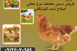 جوجه مرغ محلی تخمگذار ، پرورش جوجه محلی ، طیور - طیور