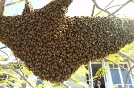 خدمات زنبورداری رایگان